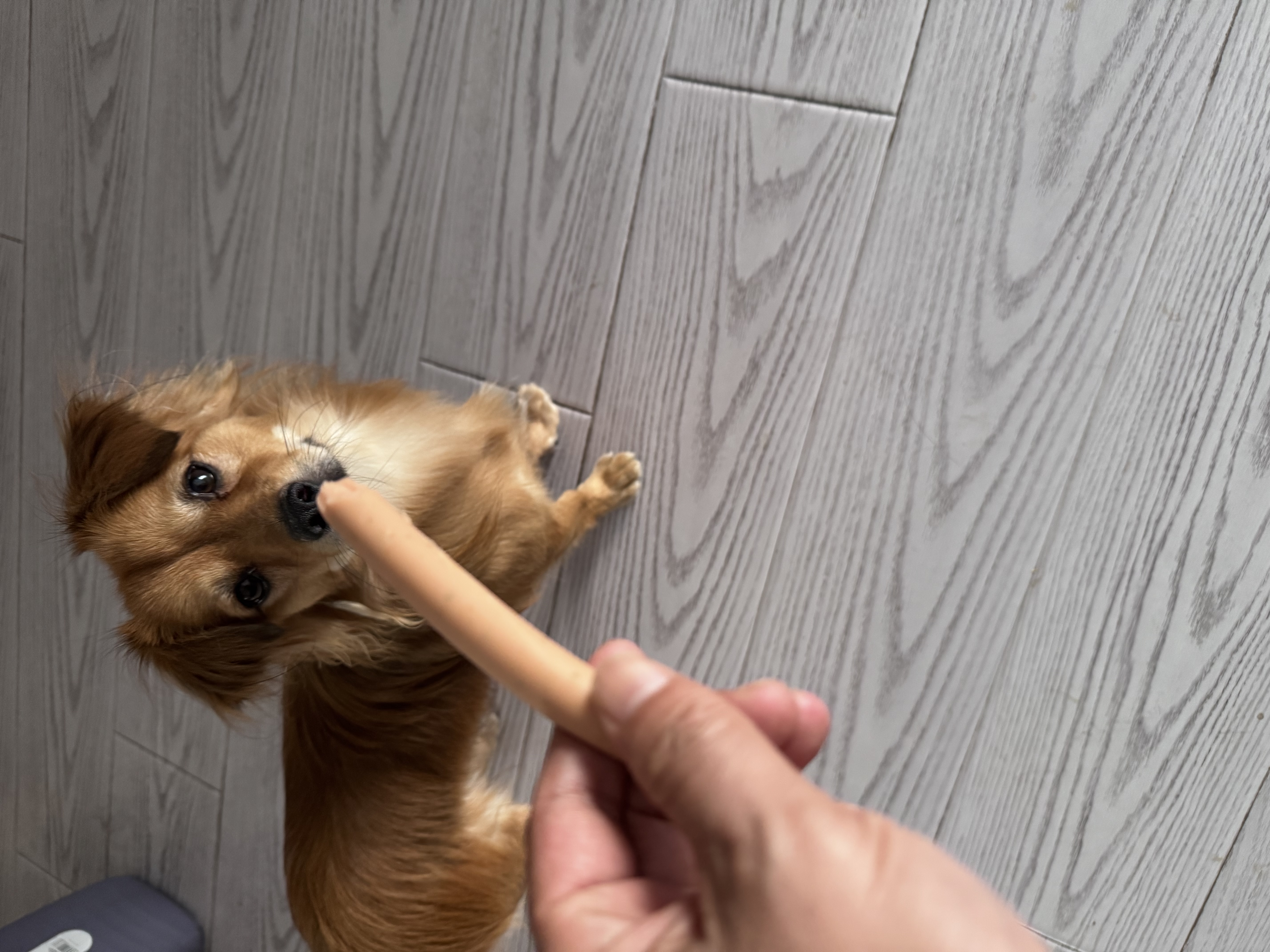 麦富迪 狗狗零食 藻趣儿火腿肠成幼犬训练奖励宠物零食混合味1000g 实拍图