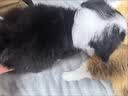 好主人（CARE）金装好主人猫粮无谷猫粮全价成猫通用80%含肉量10kg【宠物金选】 实拍图