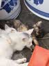 伟嘉猫粮成猫全价猫粮亮毛蓝猫均衡营养10kg海洋鱼夹心粮【原料透明】 实拍图