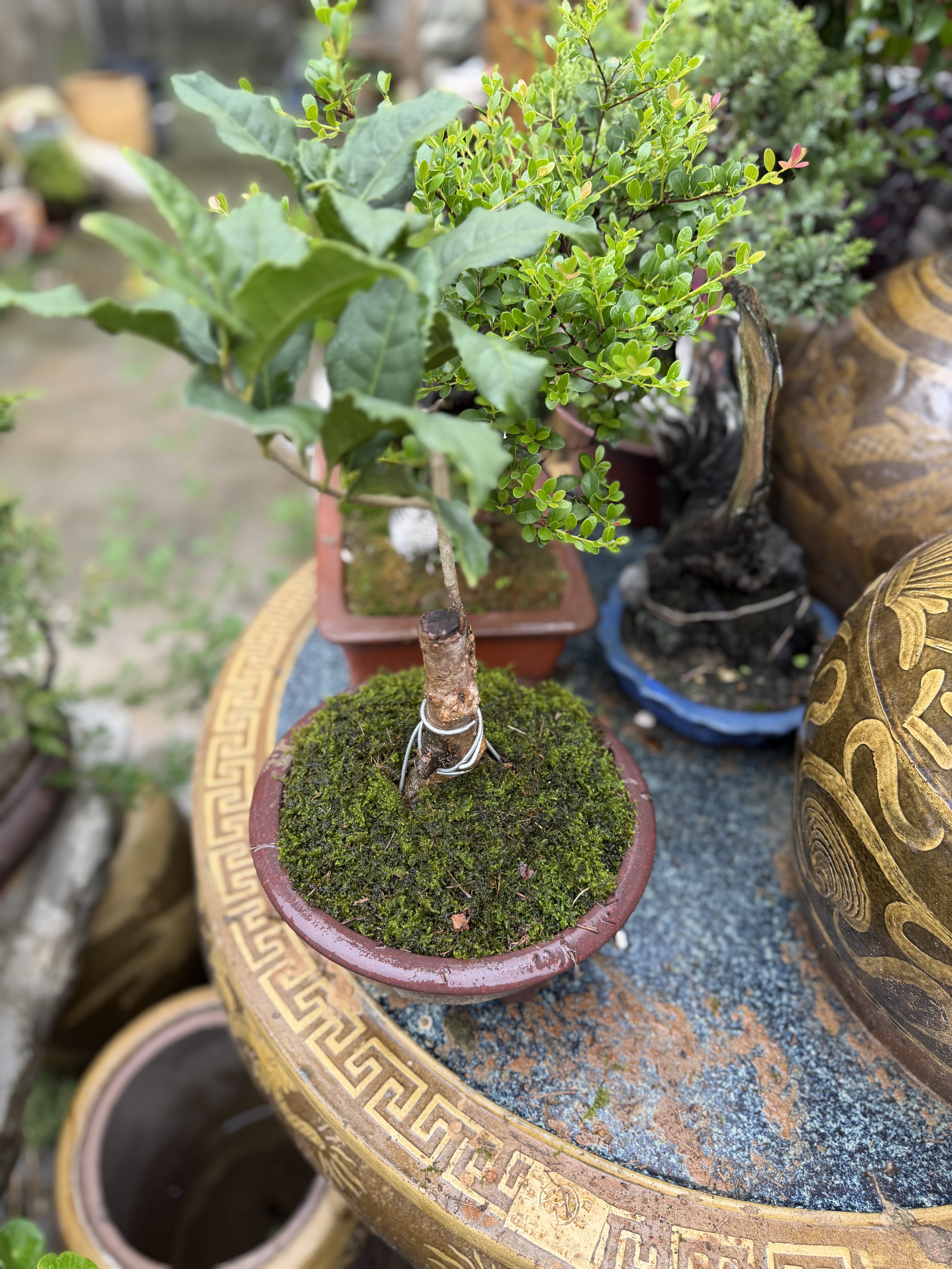 柯必达青苔藓鲜活苔藓微景观植物盆景盆栽水陆缸假山草造景材料白 大灰藓(15*8)cm 10盒 实拍图