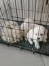 睿福祥土狗狗粮幼犬成犬通用型10斤装中华田园犬幼犬成犬通用型营养鲜粮 【幼犬专用】2.5斤装/锁鲜营养装 0lb 实拍图