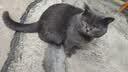 宽福十拼猫条零食混合装成猫幼猫猫湿粮14克*100支 实拍图