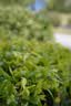 适马（SIGMA）56mm F1.4 DC DN｜Contemporary 半画幅大光圈定焦镜头 人像特写（适马56 f1.4索尼E卡口） 实拍图