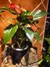 花翁红掌盆栽鸿运当头绿植室内桌面植物耐阴年宵花卉净化空气源头直发 实拍图