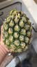 广东徐闻香水菠萝新鲜水果生鲜热带孕妇水果整箱包邮 【限时低价】1个装  净重650g起 实拍图