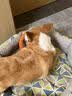 主子家 狗窝猫窝狗床 中小型犬泰迪狗垫子可拆洗圆形帆布耐咬四季宠物窝 森林绿 L (75*65*25) 35斤内宠物 实拍图