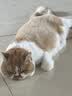 朗亲猫粮成猫专用鸭肉鱼英短蓝猫布偶美短通用型猫干粮5kg 实拍图