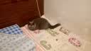 喵梵思猫主粮全价猫粮全期全种通用幼猫成猫营养宠物猫粮猫主粮 40%蛋白海辰3.6斤 2个月及以上 实拍图