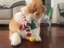 冠能狗粮成犬小型犬狗粮7kg 挑食美毛亮眼 全价狗粮  实拍图