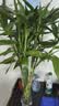 花翁带根富贵竹水培植物客厅招财旺宅花卉绿植盆栽竹子文昌竹源头直发 实拍图