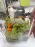 Blendtec柏兰德破壁机家用多功能料理机婴儿辅食机豆浆机绞肉机冰沙机 575红色 570升级款 实拍图