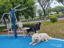 比瑞吉狗粮小型犬中大型犬爱不将就系列狗粮冻干三拼鸭肉梨通用犬粮10kg 实拍图