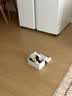 皇家猫粮 幼猫猫粮 幼猫奶糕 K36 通用粮 4-12月 2KG 实拍图