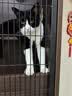 憨憨乐园猫玩具逗猫棒幼小猫猫咪磨牙玩耍耐咬互动自嗨玩具神器宠物用品 实拍图
