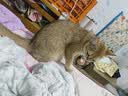 亿迪冻干猫粮成猫幼猫20斤国产全价蓝猫美短布偶全阶段六种冻干开学季 实拍图
