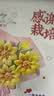 夕风教师节礼物送女老师2026新款实用高档向日葵摆件幼儿园有纪念意义 实拍图