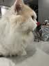 LEGENDSANDY蓝氏猫零食全价主食猫条成猫幼猫鲜肉猫湿粮罐头混合口味16g*36支 实拍图