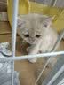 普安特猫藓猫癣喷剂猫咪狗狗皮肤病狗癣喷雾真菌感染宠物瘙痒掉毛皮普特 皮普特皮肤喷剂 100ml*1瓶 实拍图
