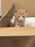 冠能猫粮室内成猫猫粮60g*3 全价猫粮 添加膳食纤维 控制毛球 实拍图