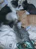 七彩缦冻干猫粮5斤2.5kg宠物幼猫成猫全阶段流浪20猫咪主粮深海鱼 鱼味猫粮5斤 实拍图