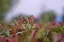 适马（SIGMA）56mm F1.4 DC DN｜Contemporary 半画幅大光圈定焦镜头 人像特写（适马56 f1.4索尼E卡口） 实拍图