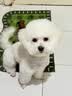 LEGENDSANDY蓝氏狗粮真鲜乳鸽中小型犬泰迪比熊生骨肉冻干鲜肉犬粮4.5kg9斤 实拍图