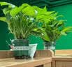 京东绿植绿萝盆栽除甲醛花卉绿植办公室新房净化空气 120款10盆源头直发 实拍图