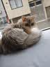 星益生趣（STELLA&CHEWY'S）美国原装进口SC无谷RC冻干涂层全猫粮鸡肉猫粮试吃50g主食冻干 实拍图