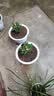 【带盆种植好】虎刺梅盆栽花卉海棠花铁海棠四季开花植物室内外种 虎刺梅2盆+原土发货 实拍图