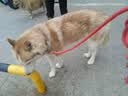 麦富迪狗粮 无谷牛肉双拼狗粮成犬 小型犬中大型犬通用10kg/20斤 实拍图