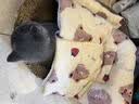 光多拉猫垫狗垫子60*40cm草莓小熊宠物猫窝睡垫四季猫咪北极绒棉毯子 实拍图