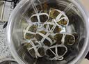 【活蟹】漁家师傅大闸蟹全母2.5-2.8两8只去绳足重鲜活螃蟹现货生鲜水产礼盒金秋送礼 实拍图