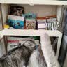 WEYES冻干鸭小胸350g桶装宠物猫狗零食大礼包营养适口性好 实拍图