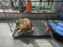 腆宠狗笼狗窝猫笼狗笼子中小型犬带厕所猫笼子大号家用室内狗围栏兔笼 实拍图