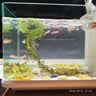 森森 高清玻璃鱼缸一体缸自循环HSD-300侧滤款 实拍图