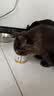 多特思猫罐头猫湿粮主食罐浓汤补水罐猫咪零食下午茶金瓜奶露60g*6罐 实拍图