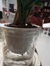 京东绿植七彩香水石斛兰盆栽四季好养花卉绿植 8-11苗配水培盆源头直发 实拍图