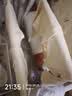 童泰宝宝内衣套装春秋季男童女童衣服家居服分体睡衣秋衣秋裤坑条 白色 【前开高腰款-棉&氨纶】 90 cm 实拍图