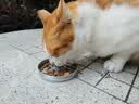 麦富迪猫粮 超肉粒冻干双拼成猫粮美毛护肠胃 三文鱼2kg 实拍图