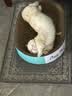 疯狂的主人猫抓板窝超大号猫玩具猫爪板猫抓盆不掉屑猫窝碗形圆形瓦楞纸 实拍图