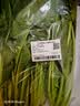 大菠菜300g 实拍图