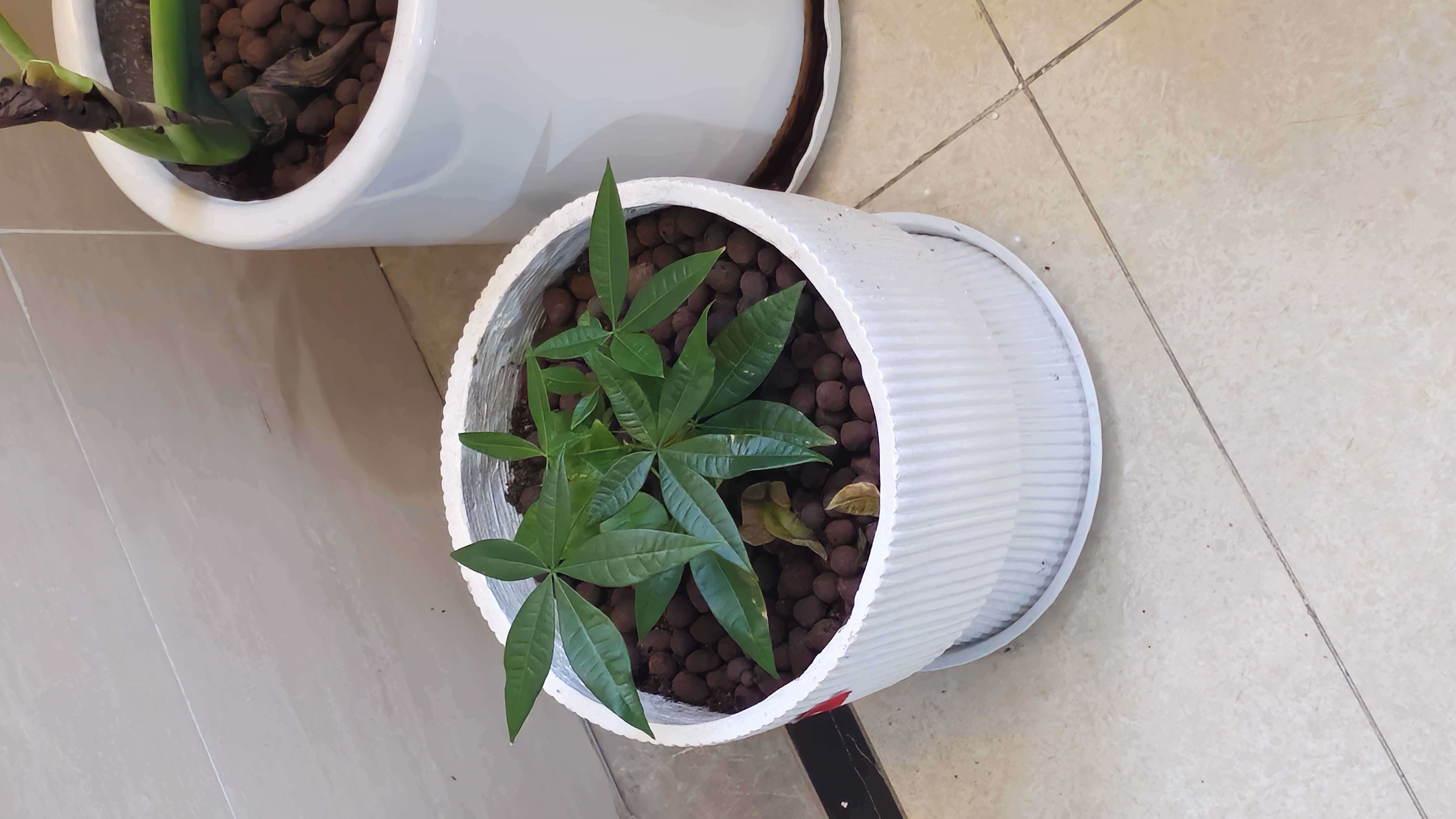 史丹利3L包装营养土园艺有机土通用型种花种菜养花专用泥炭土壤种植土 实拍图