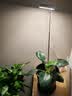 植物补光灯全光谱LED植物生长灯防太阳多肉补光灯种植6W定时调光 白色-太阳光（植物生长）+底座 可调节-高68CM 实拍图