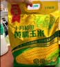 十月稻田 黄糯玉米 8根 3.52斤 真空包装 东北甜粘玉米棒 低脂早餐 实拍图