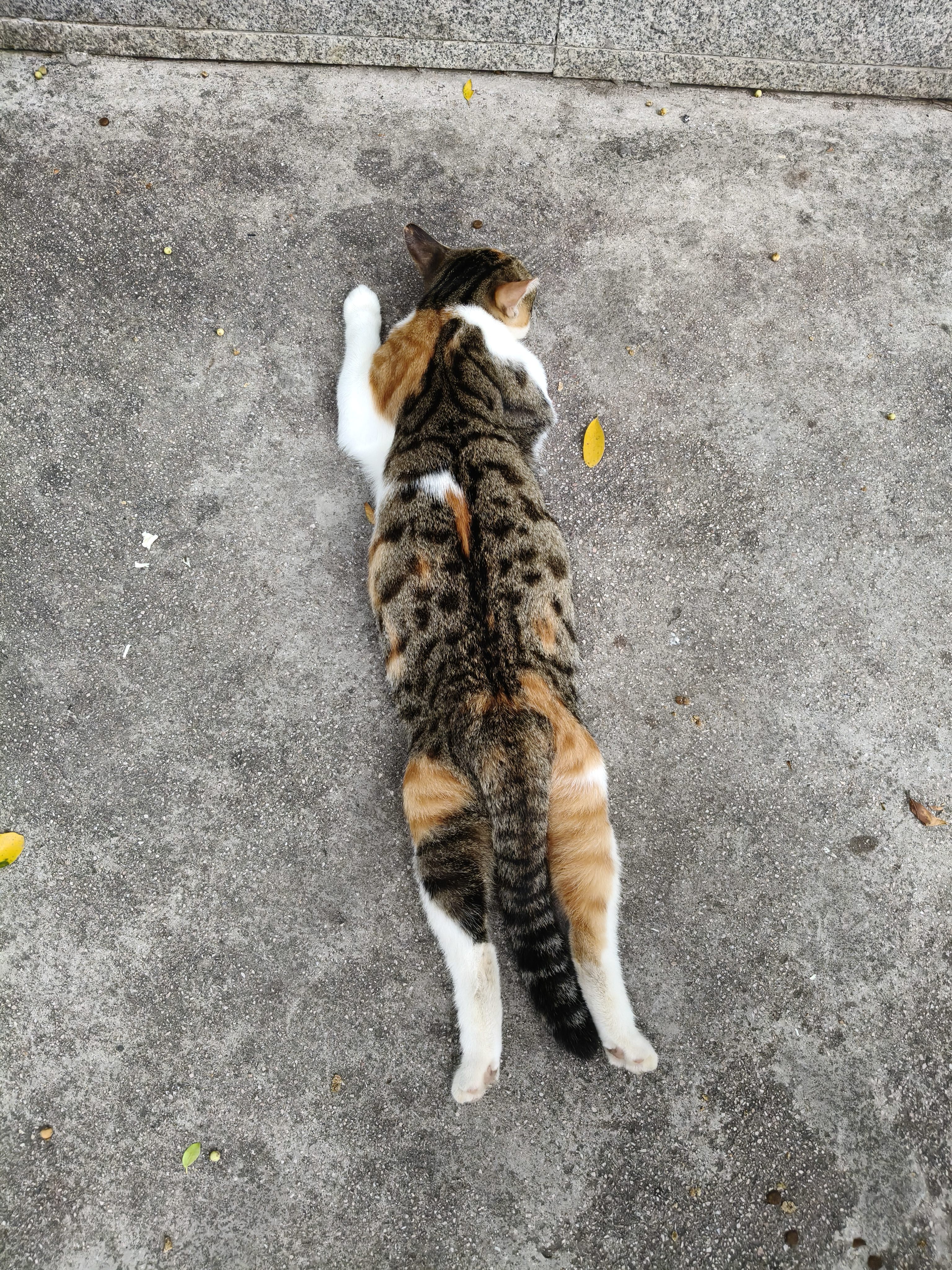 喔喔（WOWO）全价猫粮 经典大蓝包冻干三鲜 成猫幼猫通用猫干粮 鳕鱼虾3kg 实拍图