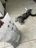 沃趣 原味膨润土破碎砂20斤低尘小颗粒矿土吸水猫咪用品 实拍图