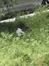 华元宠具超大容量宠物自动喂食器狗狗饮水机狗盆猫碗喂水猫咪投食器套装 实拍图