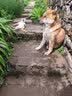力狼狗粮 全价成犬粮 博美泰迪金毛阿拉斯加边牧大中小犬型粮 【53%肉含量-护胃健骨】鲜鸭肉梨20斤 实拍图