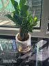 萌肉居发财树盆栽招财花卉绿植常绿桌面植物三杆发财树+早安盆源头直发 实拍图