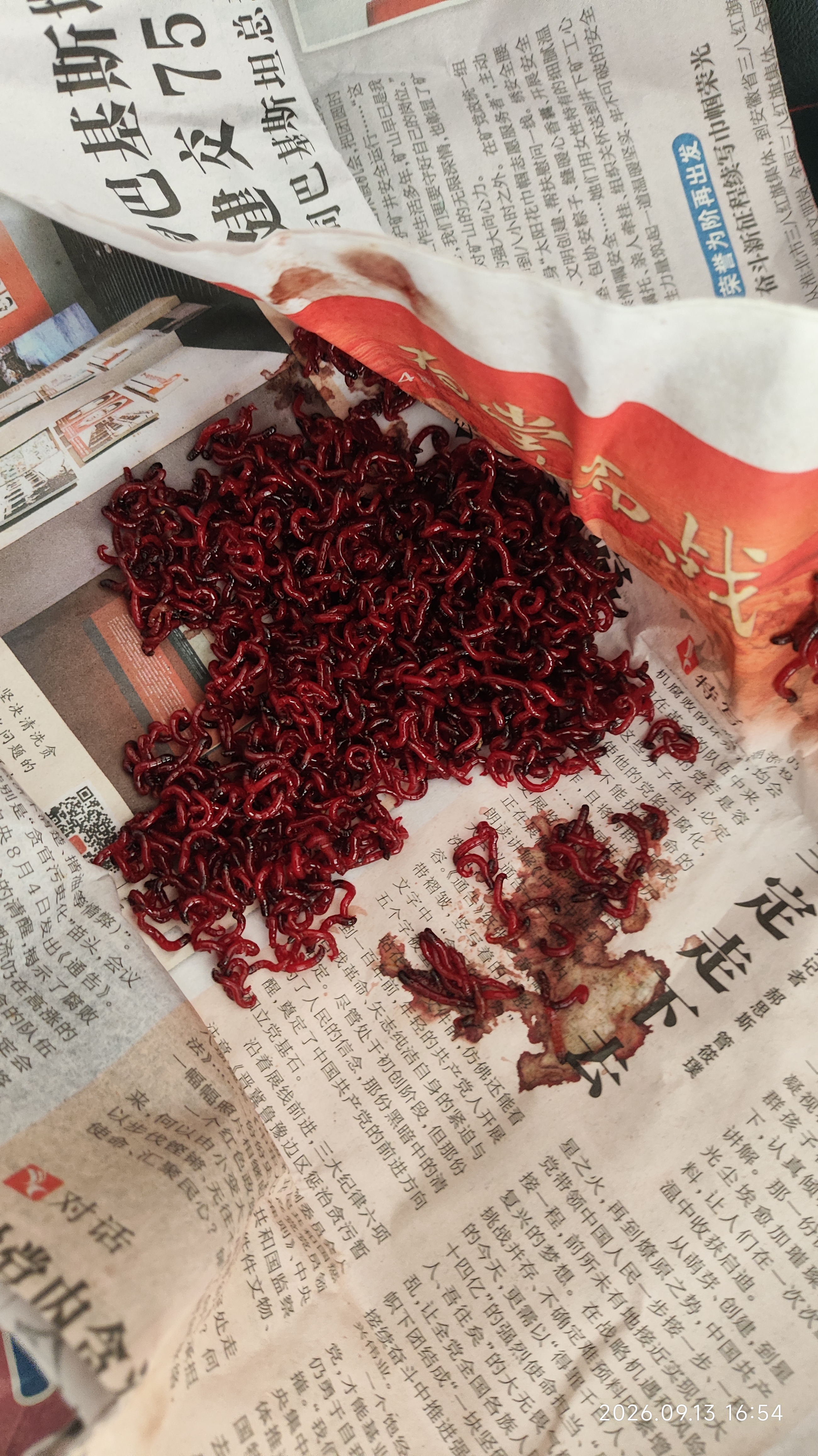 梦达鲜活红虫特大号公虫活体活饵喂鱼饵拉饵鲫鱼野钓饵料蚯钓鱼蚓 【中通】特大红虫30克(无赠品) 实拍图